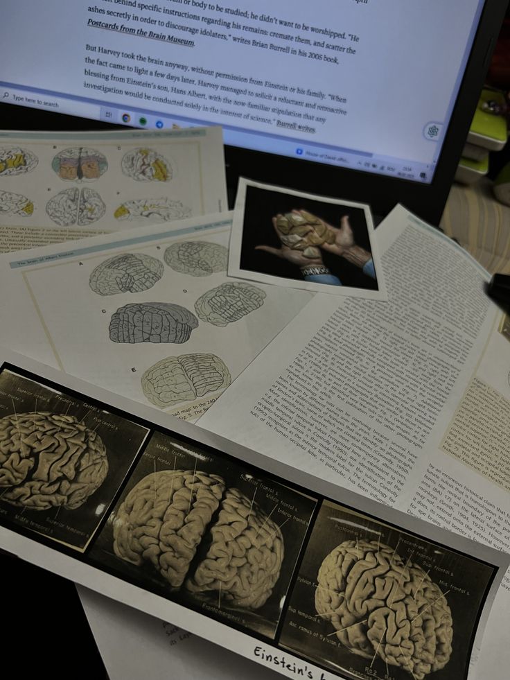 neuropsychology 📌🧠